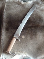 Petite falcata - 